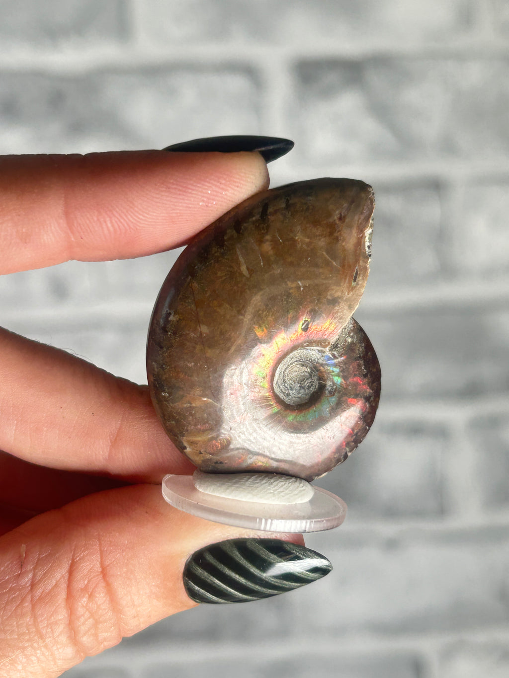 Opalized Ammonite