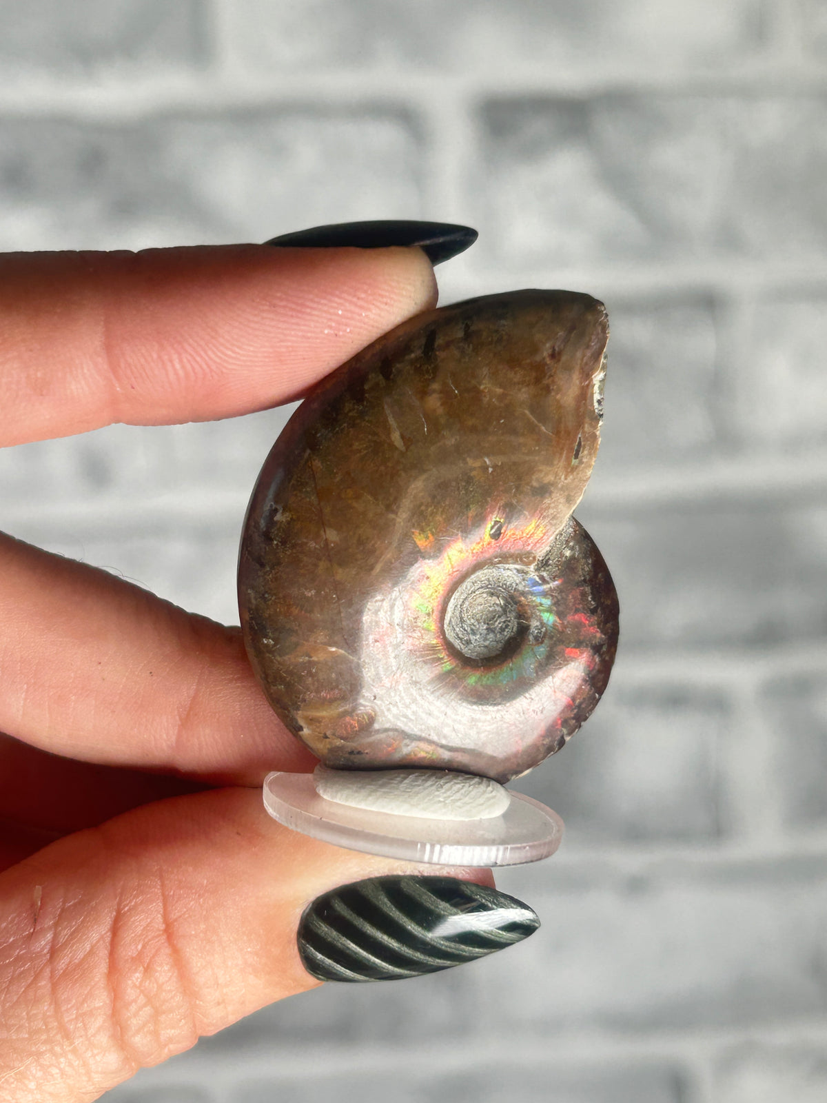 Opalized Ammonite