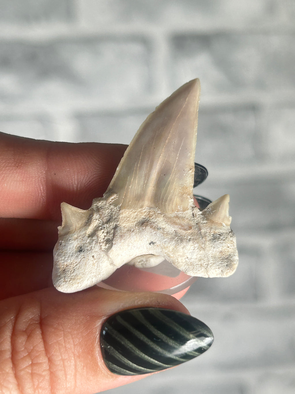 fossilized Otodus Tooth