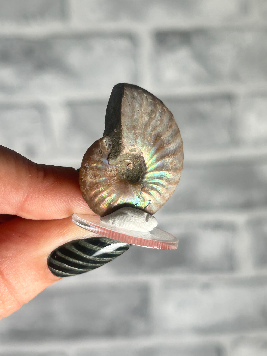 Opalized Ammonite
