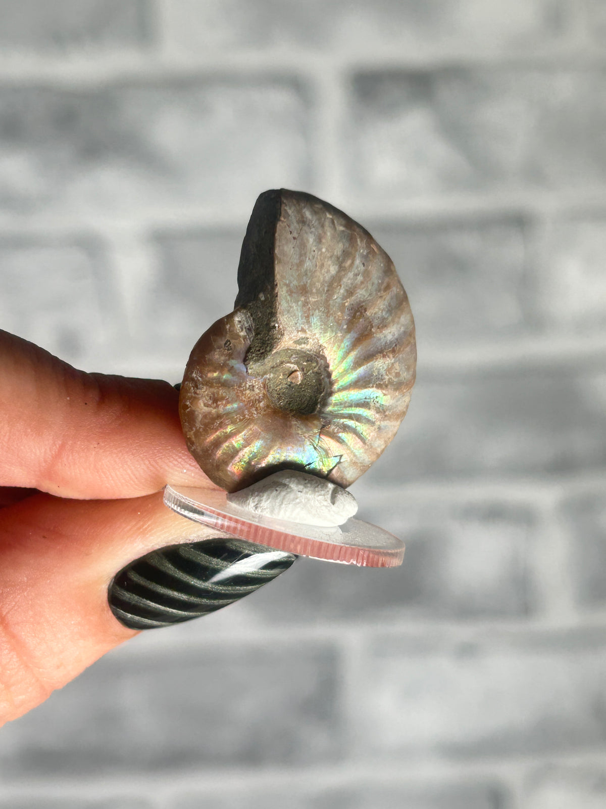 Opalized Ammonite