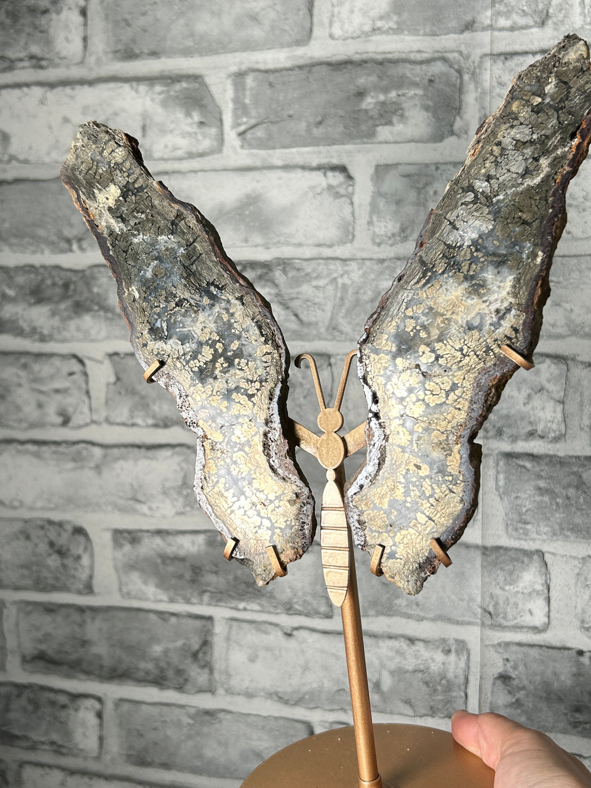 Marscasite butterfly wings