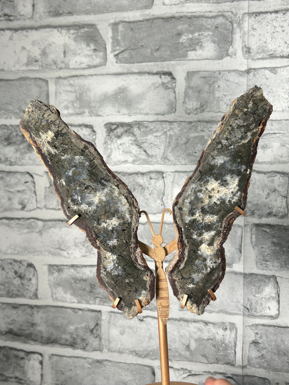 Marscasite butterfly wings