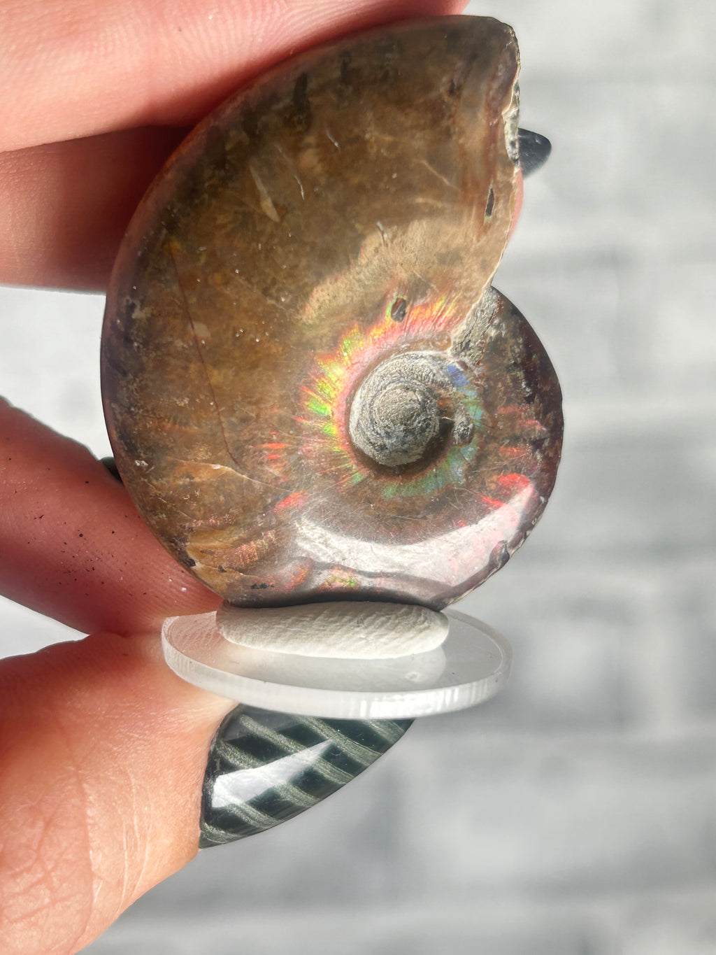 Opalized Ammonite