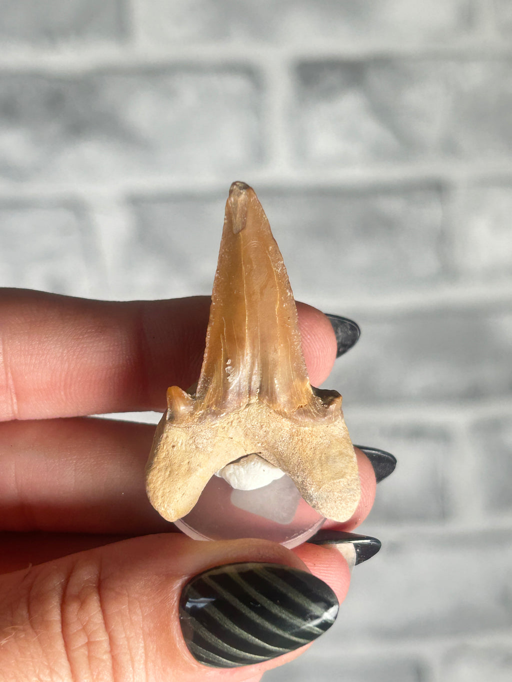 fossilized Otodus Tooth