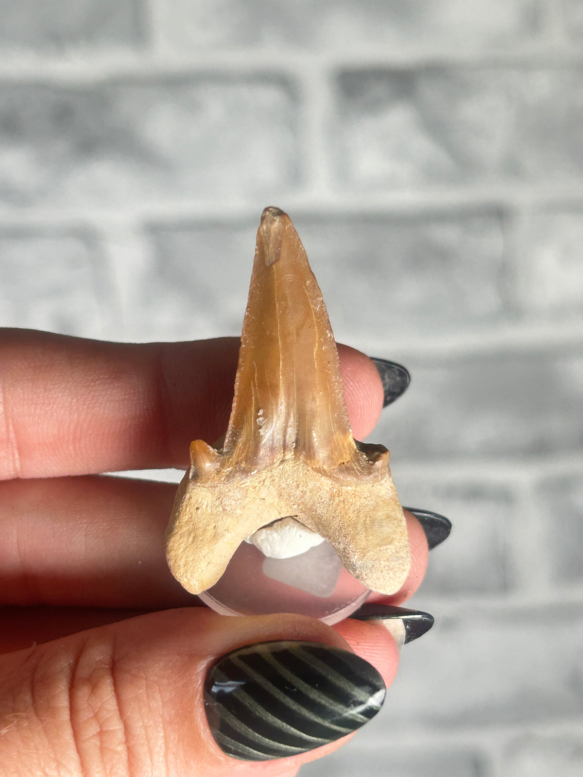 fossilized Otodus Tooth
