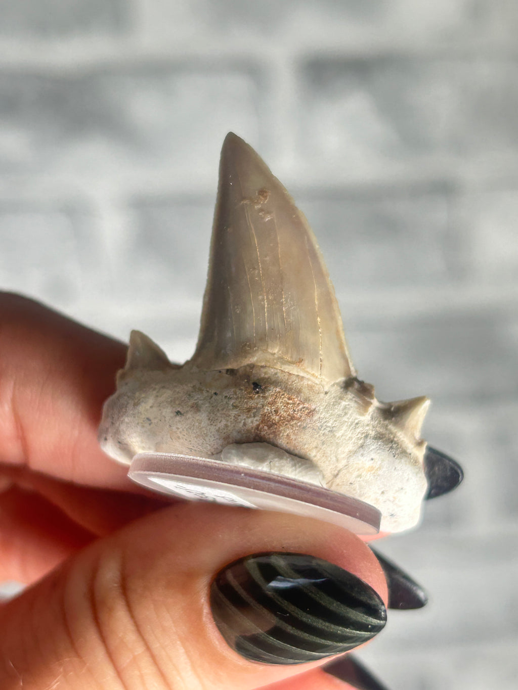 fossilized Otodus Tooth