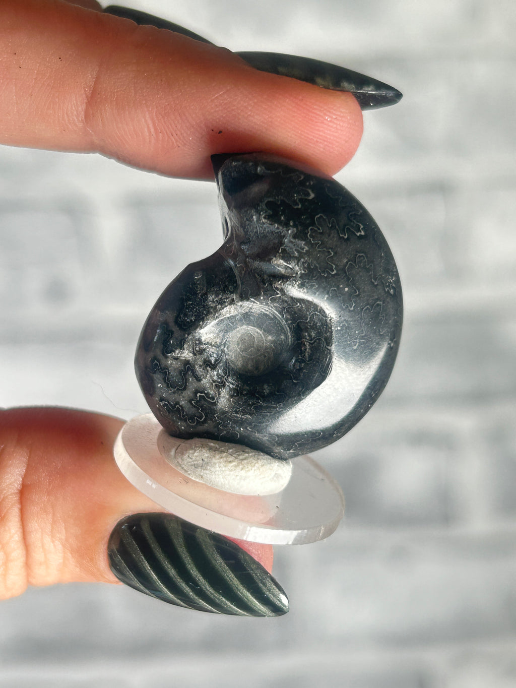 Black Ammonite