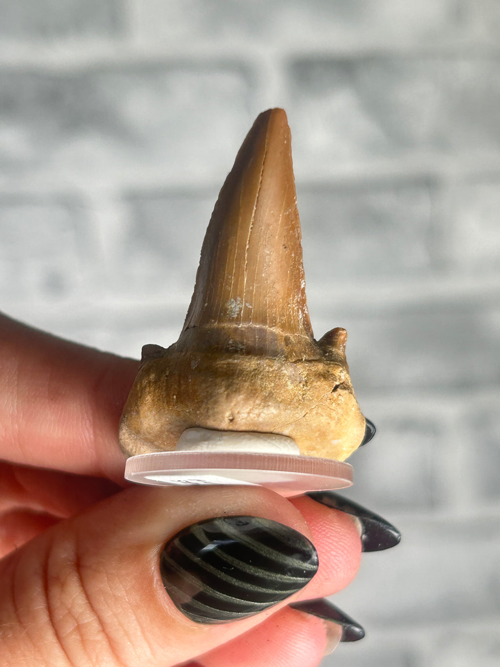 fossilized Otodus Tooth