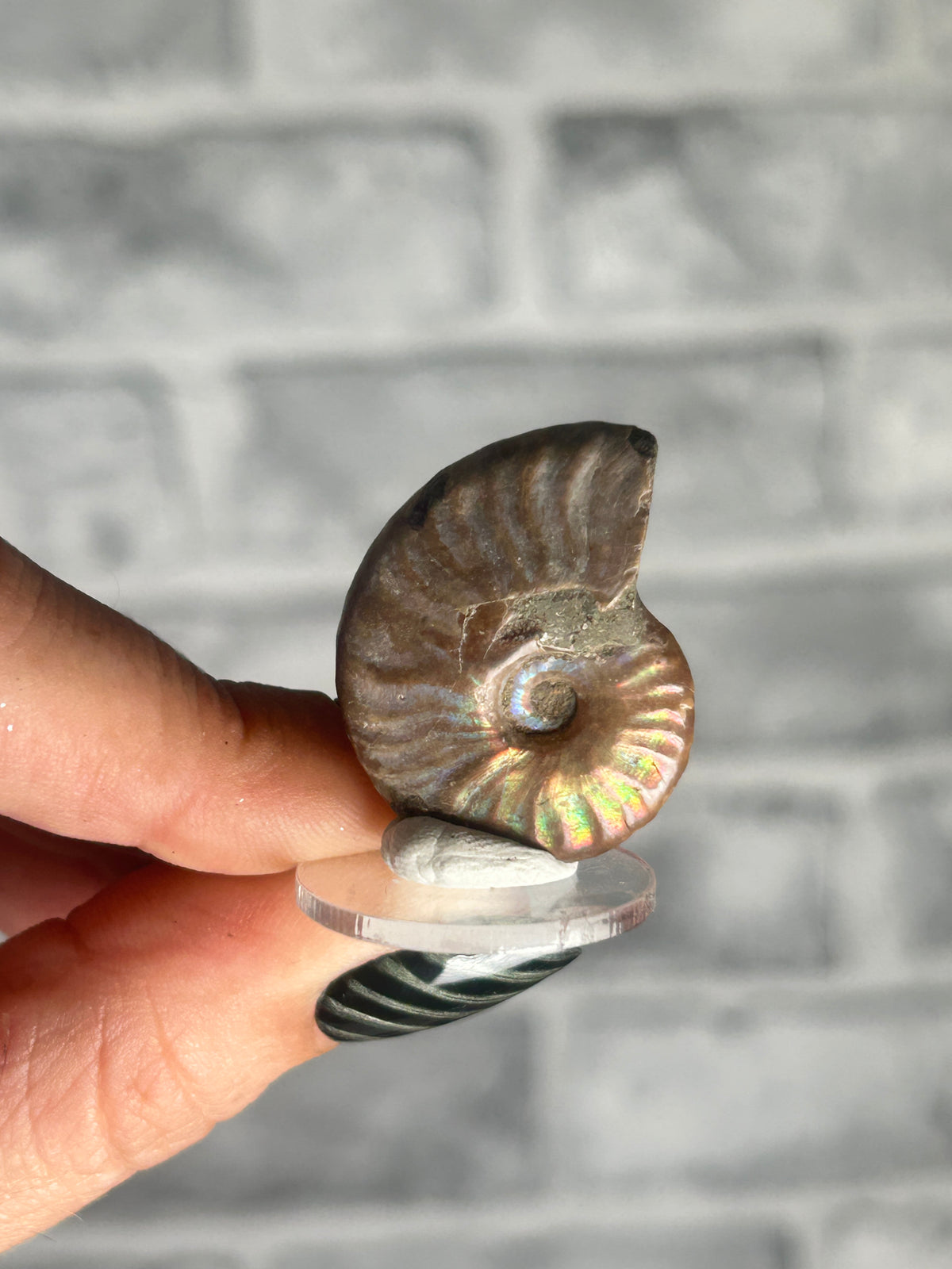 Opalized Ammonite