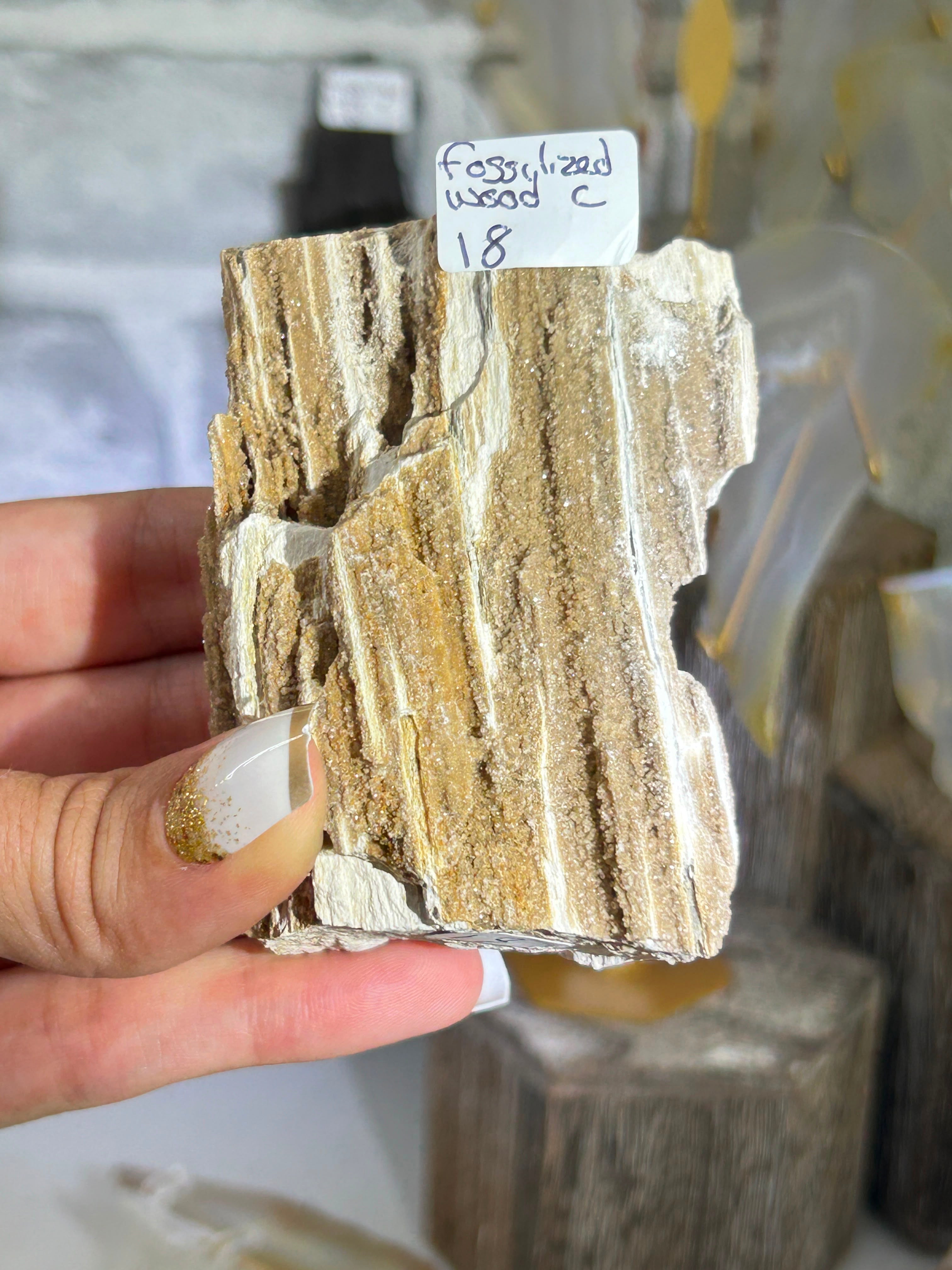 Fossilised Wood C