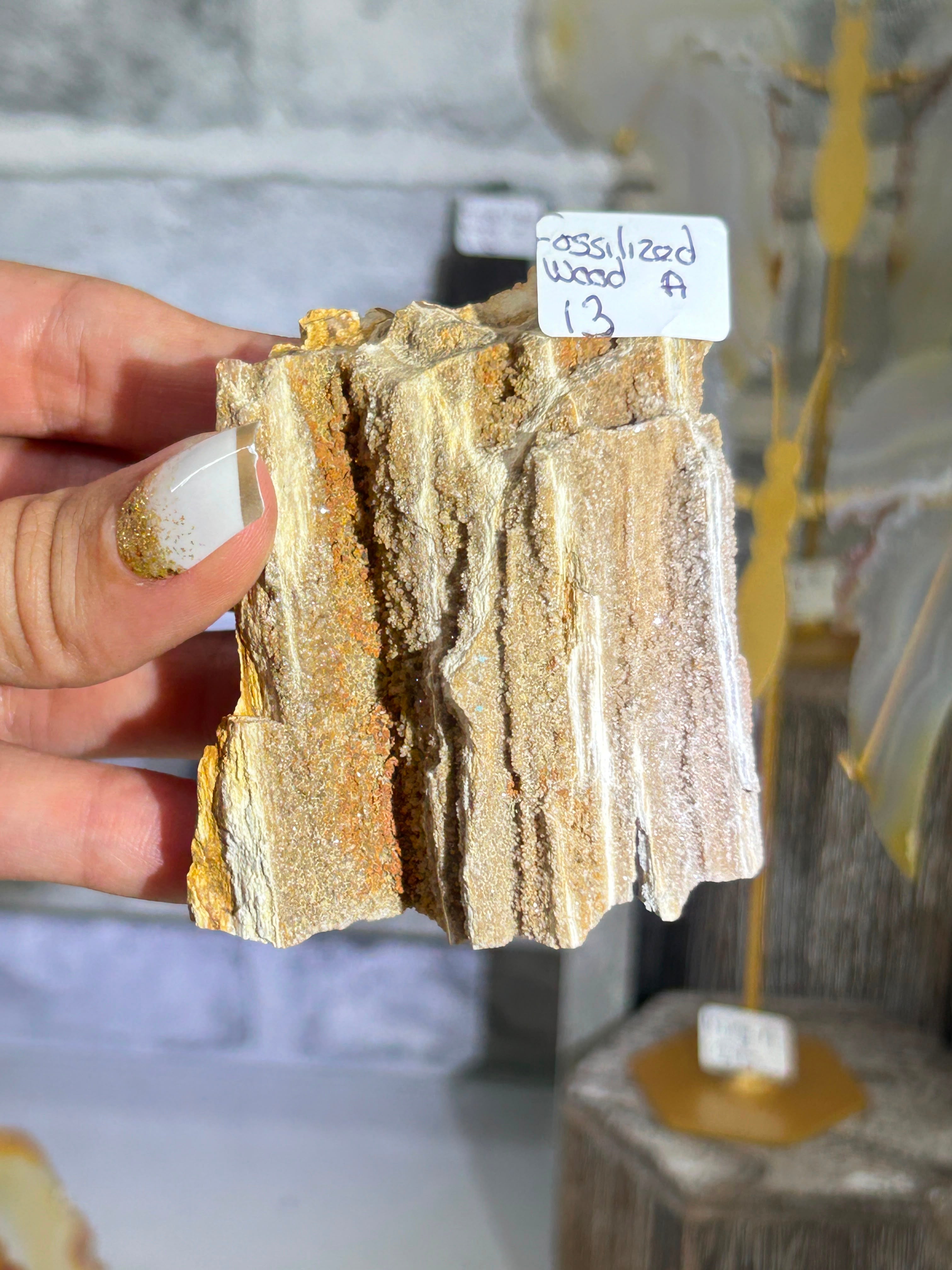 Fossilised Wood A