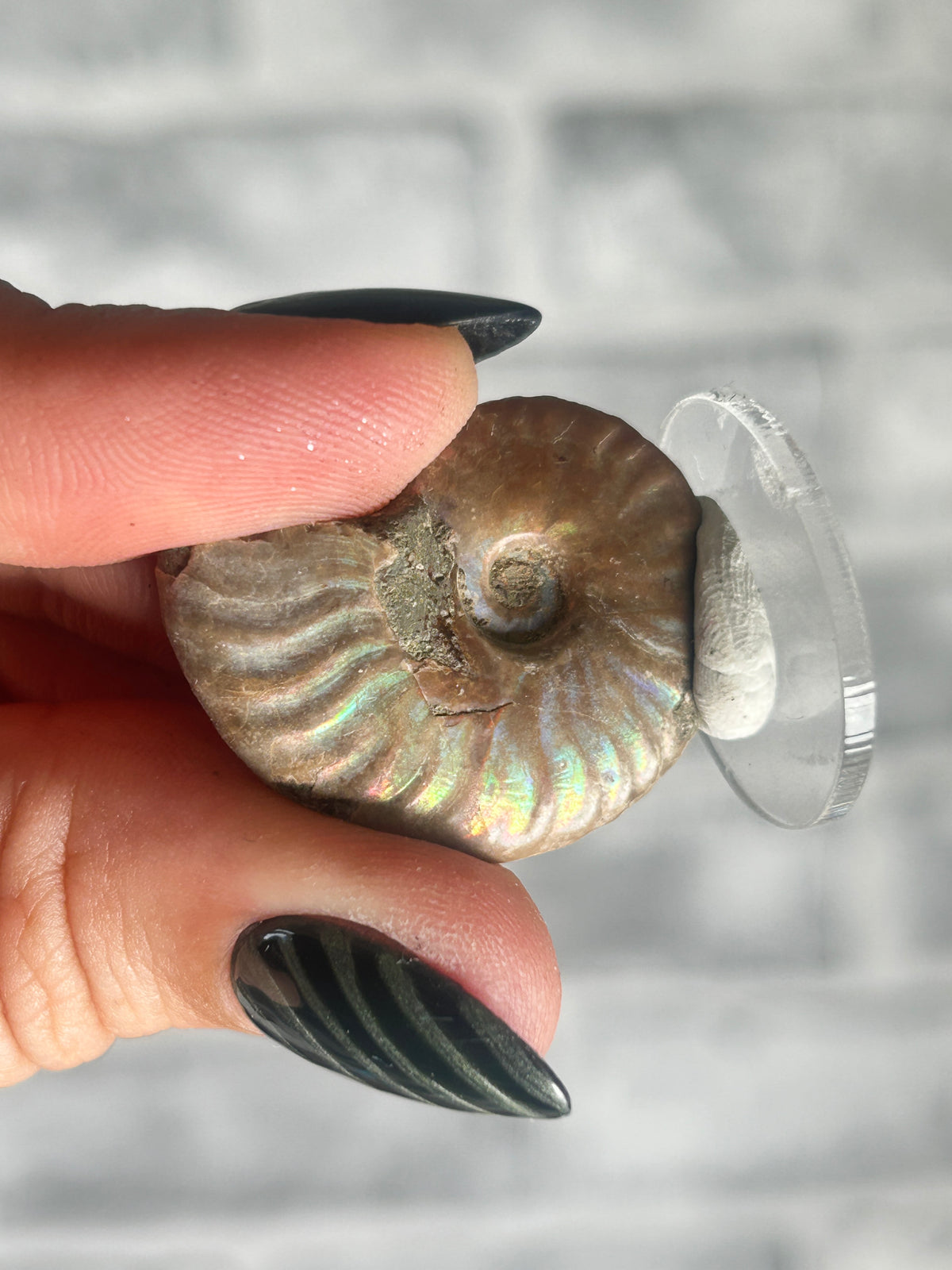 Opalized Ammonite