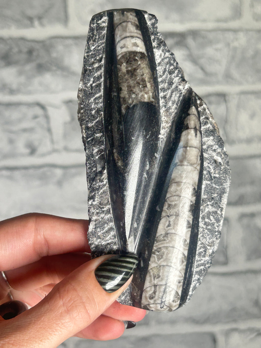 Orthoceras (Fossil Squid) from Morocco