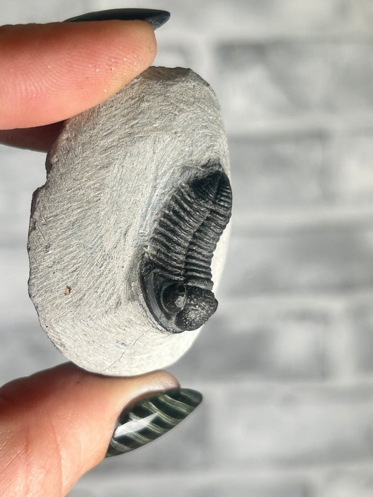 Trilobite
