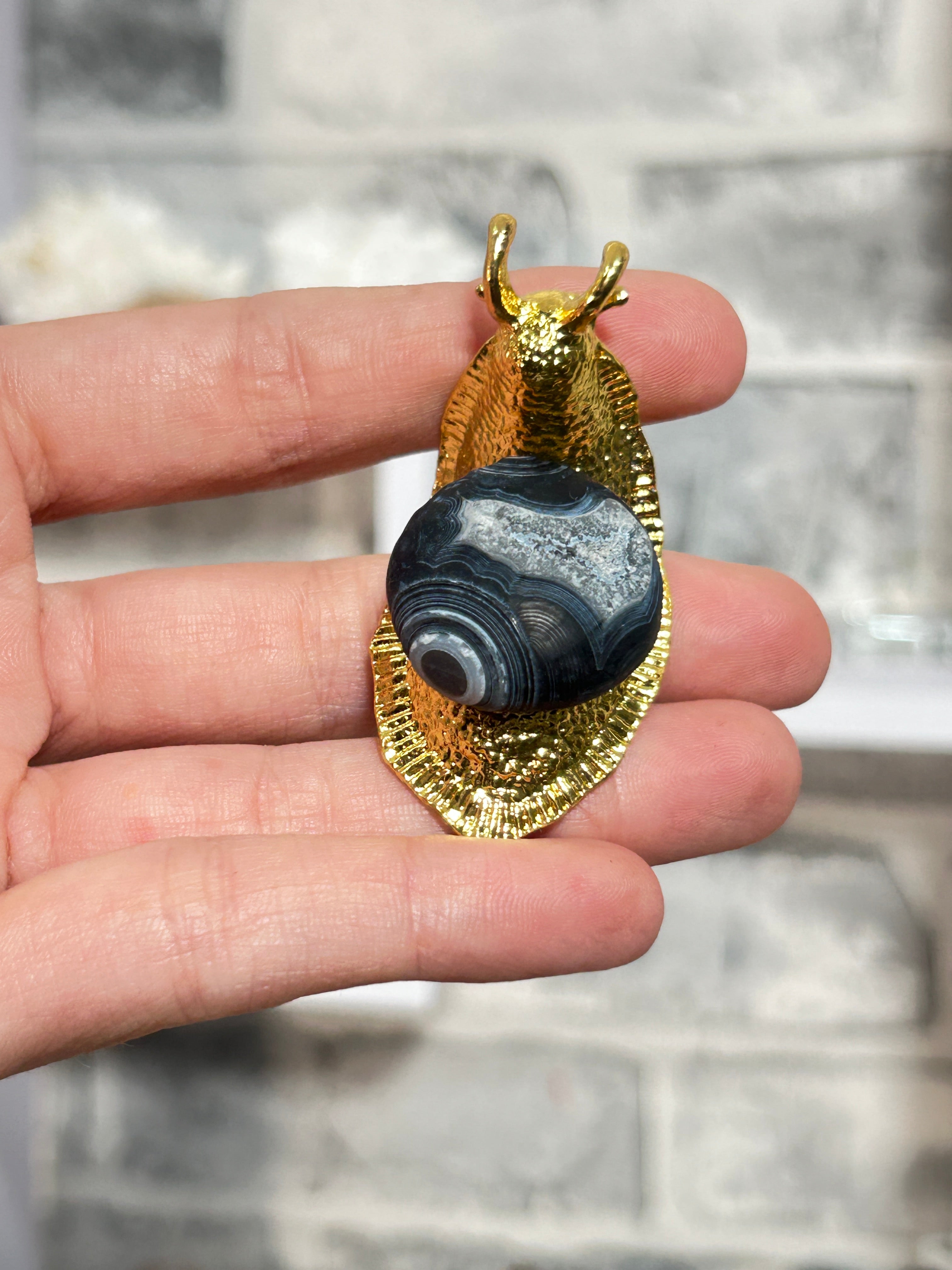 Gobi agate snail 7