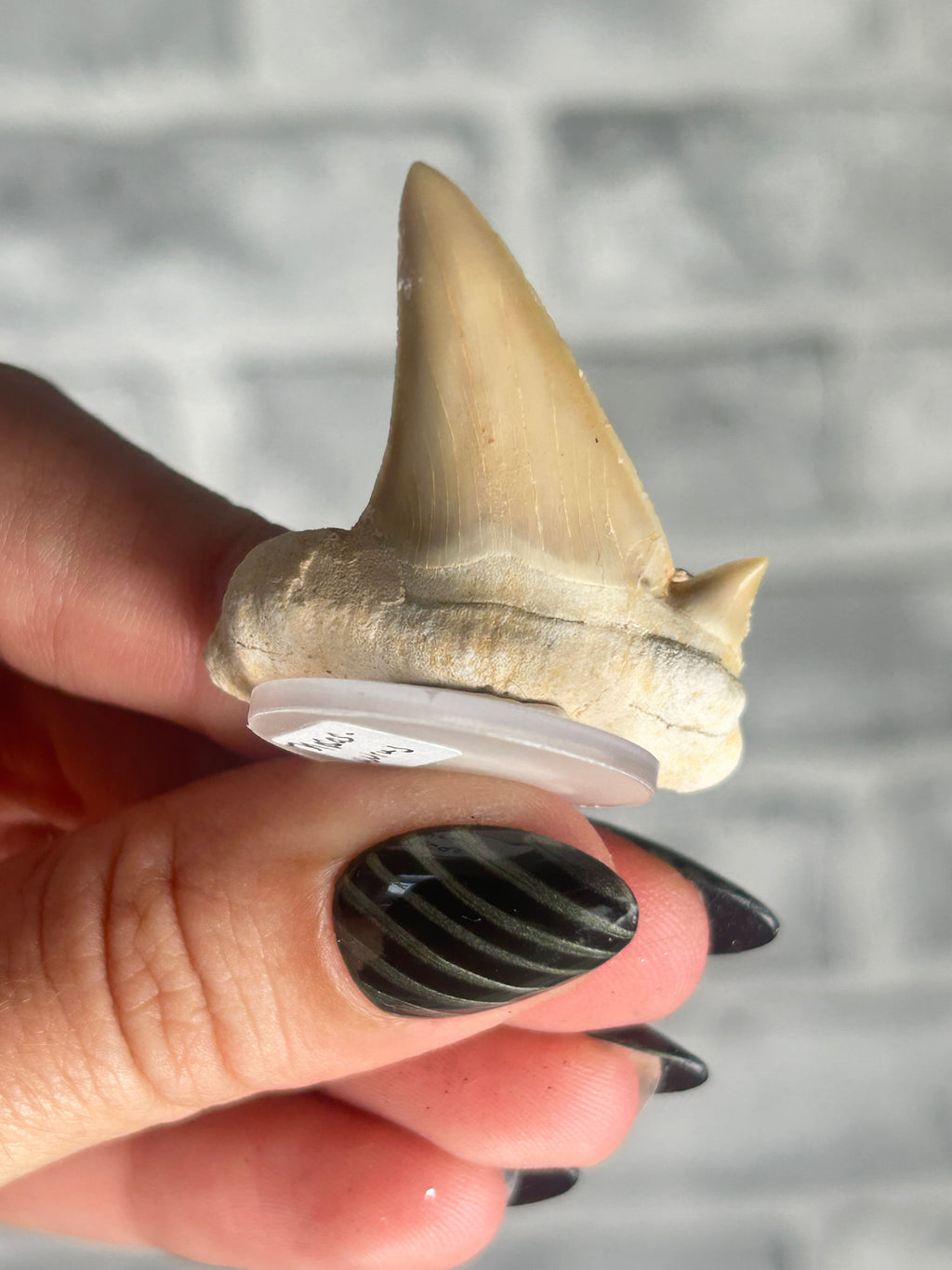 fossilized Otodus Tooth