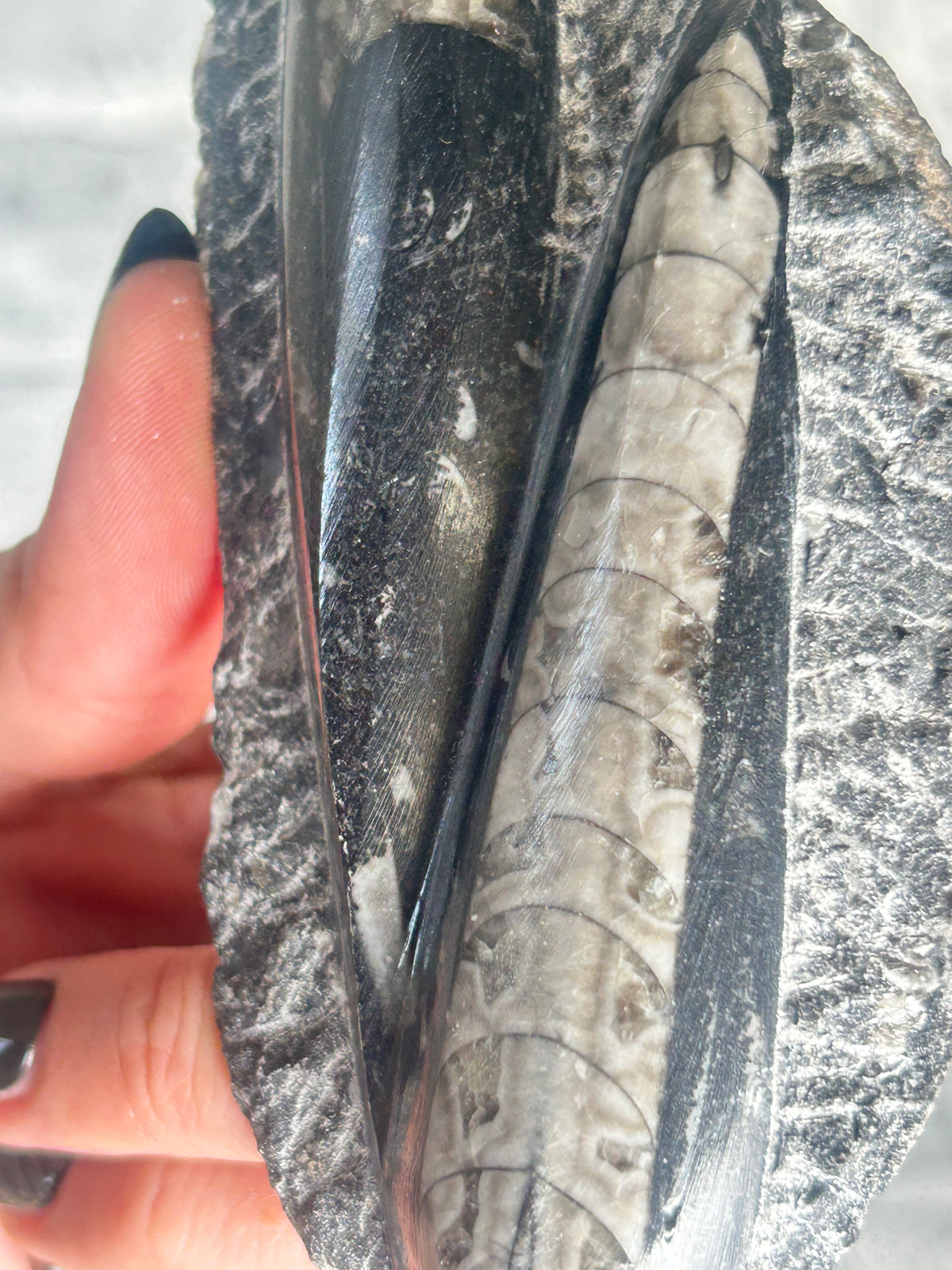 Orthoceras (Fossil Squid) from Morocco