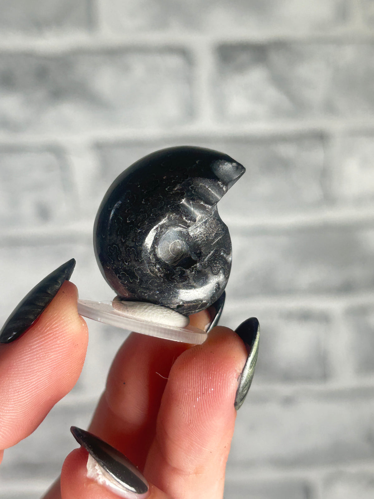 Black Ammonite
