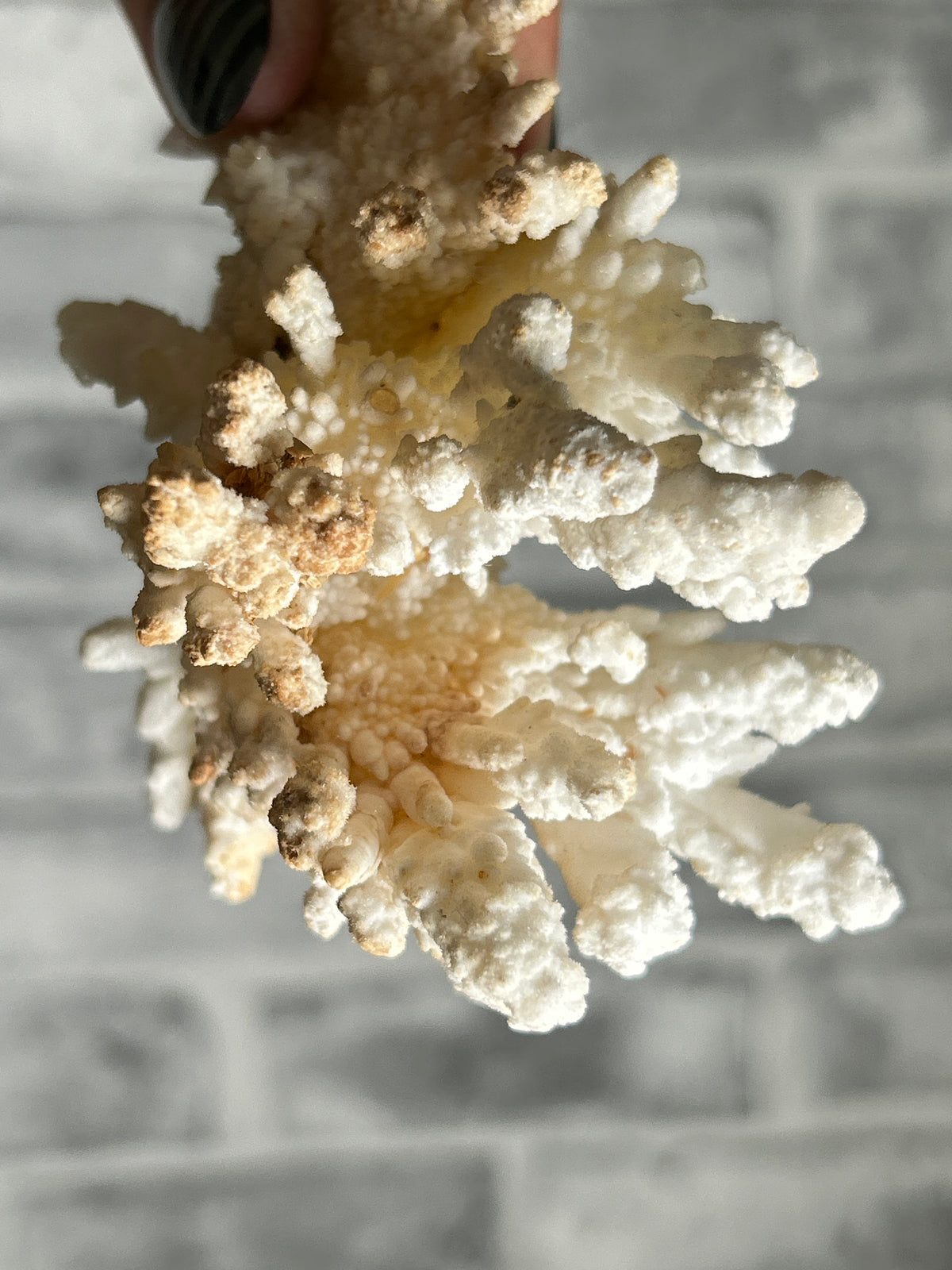white Aragonite
