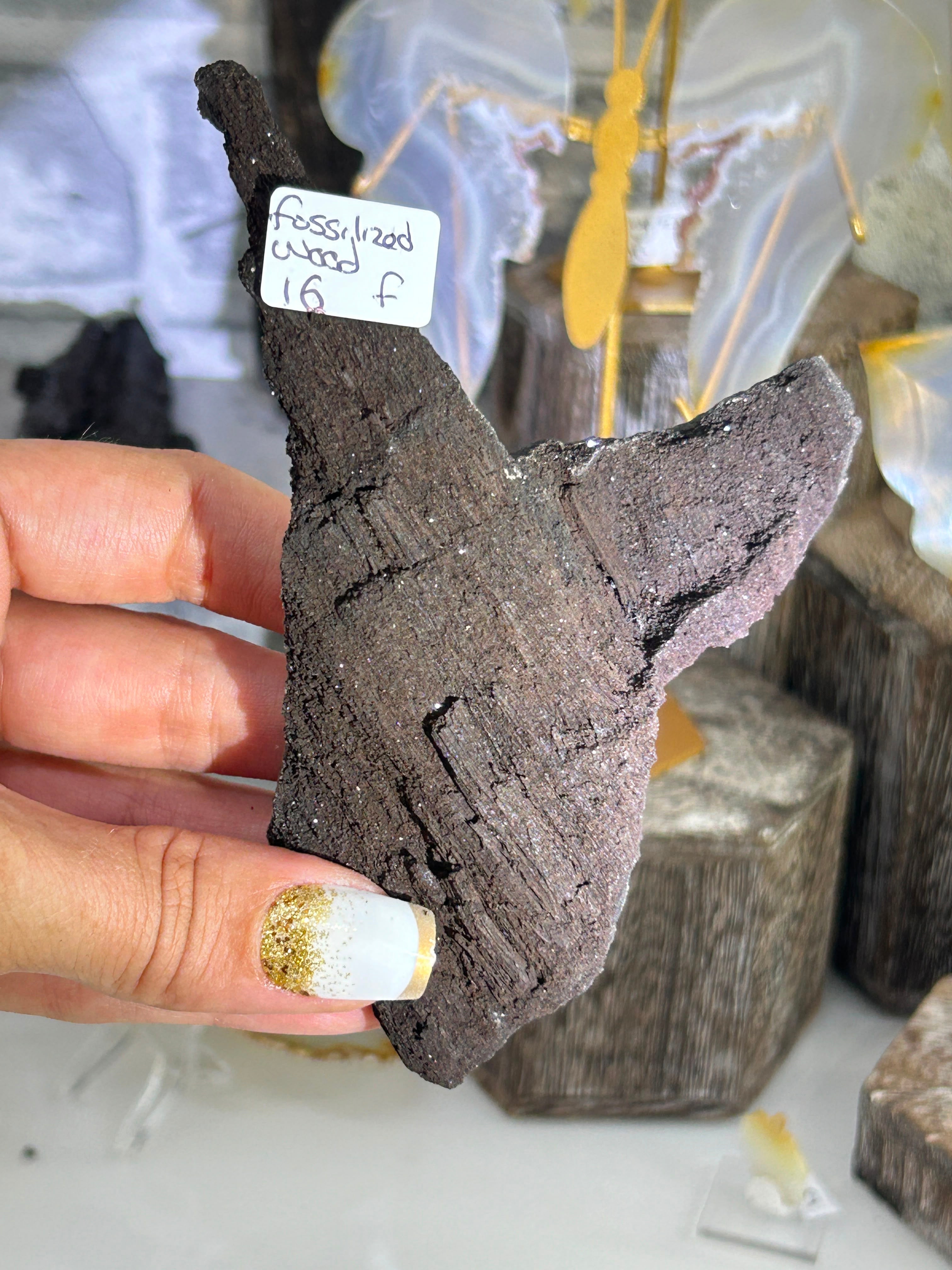 Fossilised Wood F