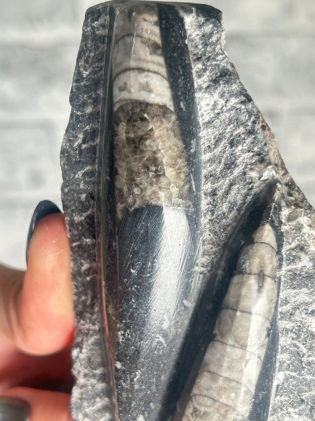 Orthoceras (Fossil Squid) from Morocco