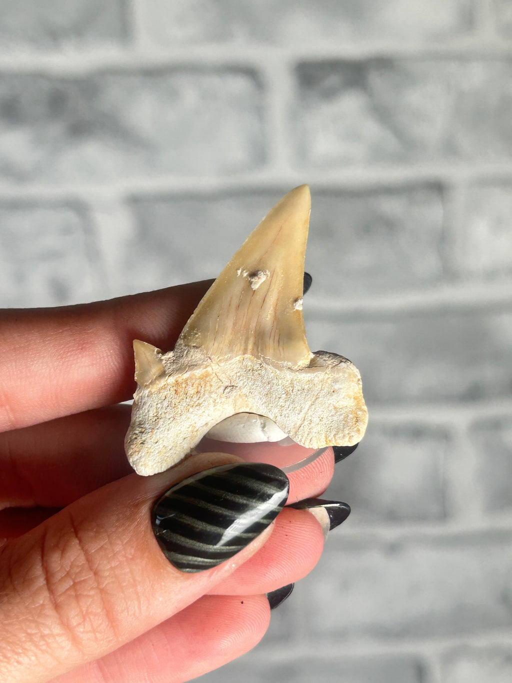 fossilized Otodus Tooth