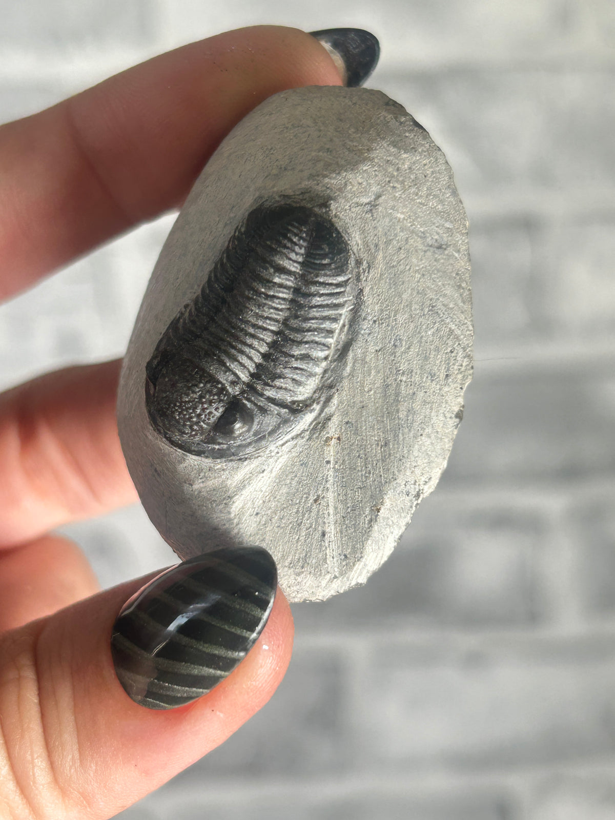Trilobite