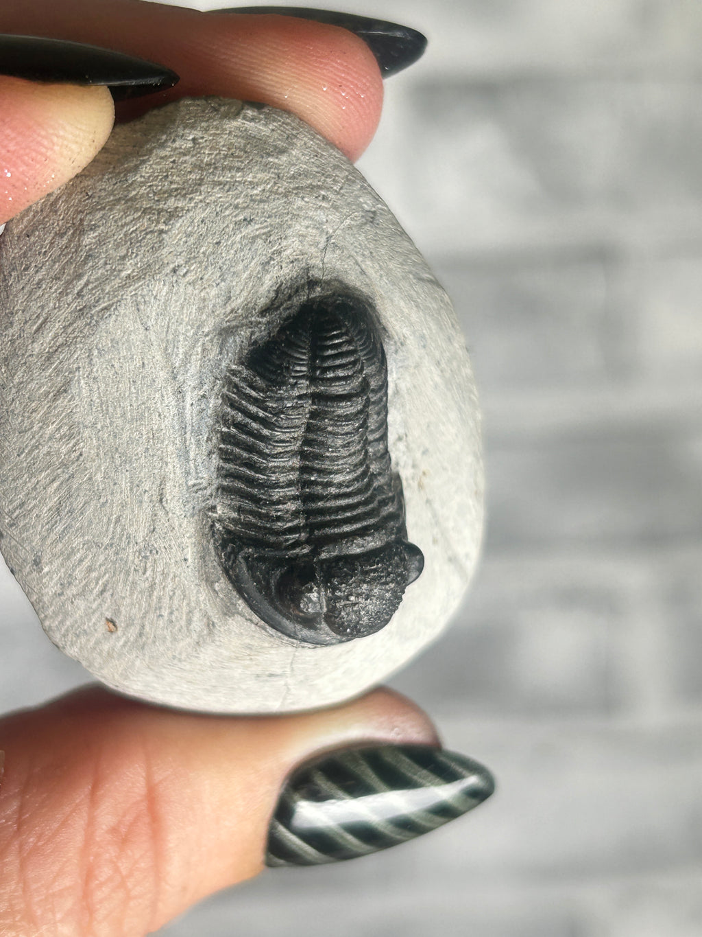 Trilobite