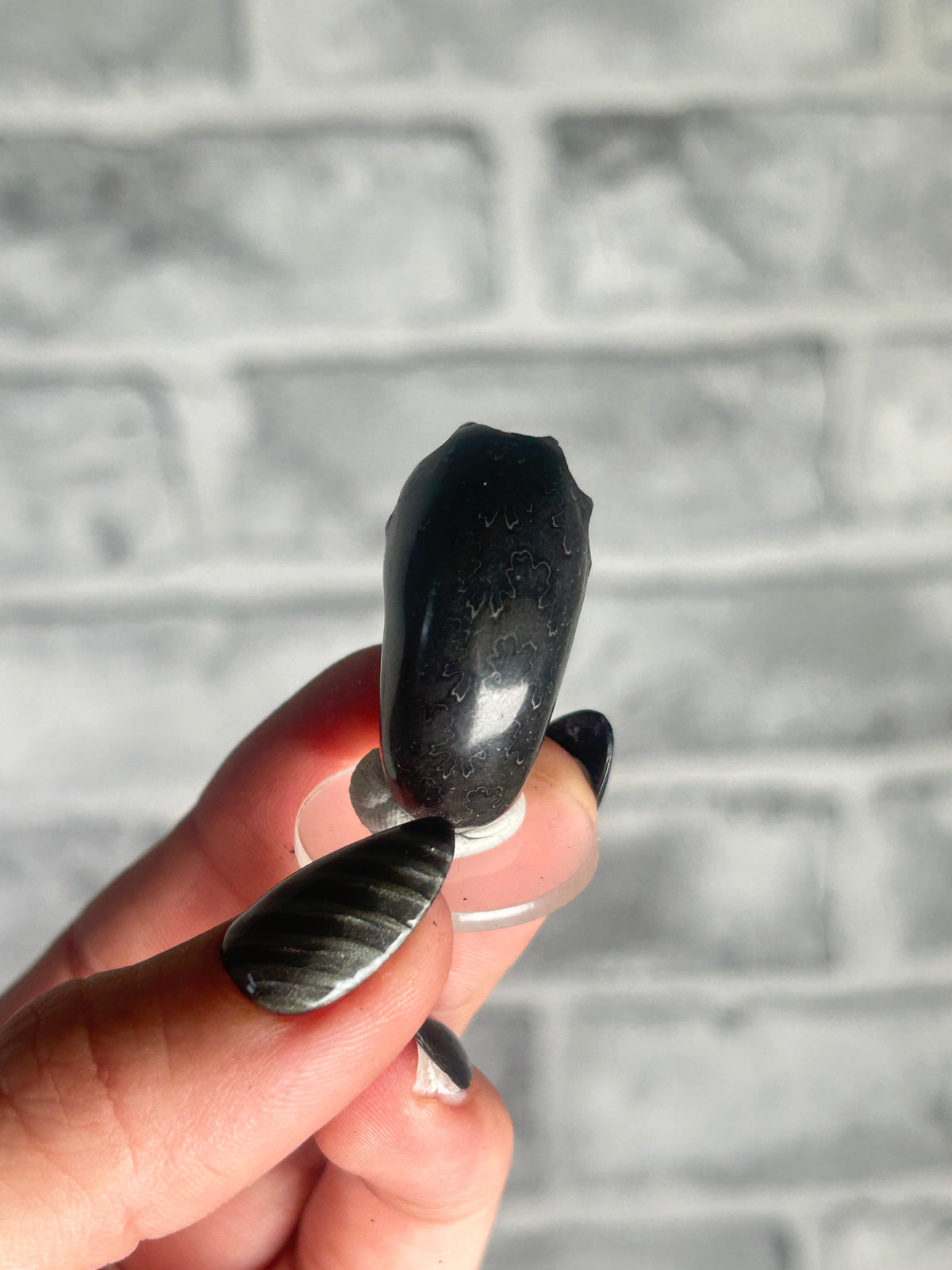 Black Ammonite