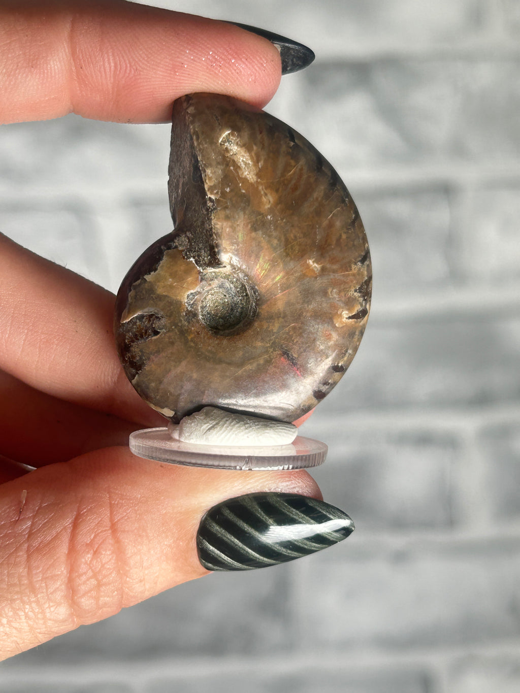 Opalized Ammonite