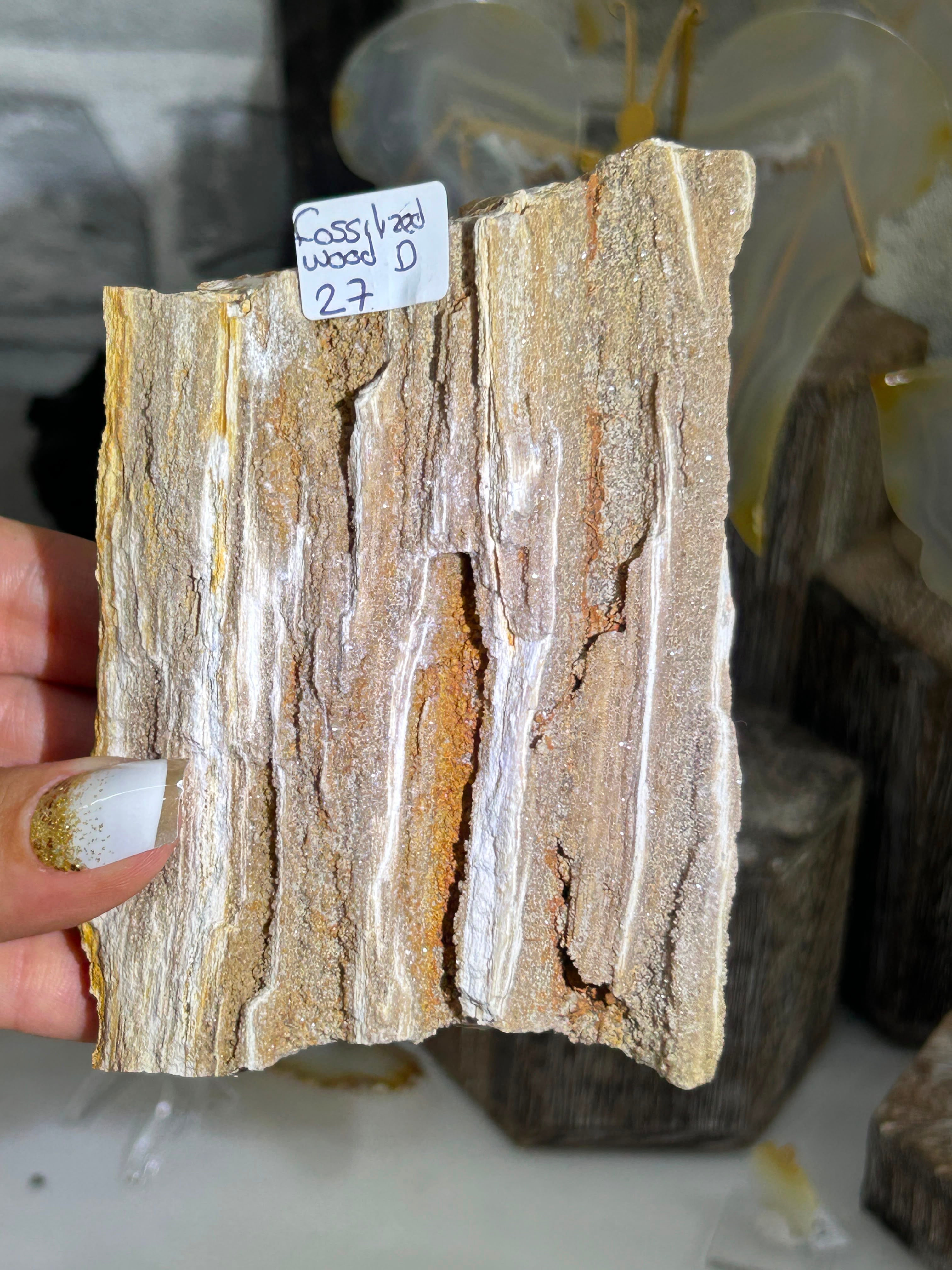 Fossilised Wood D