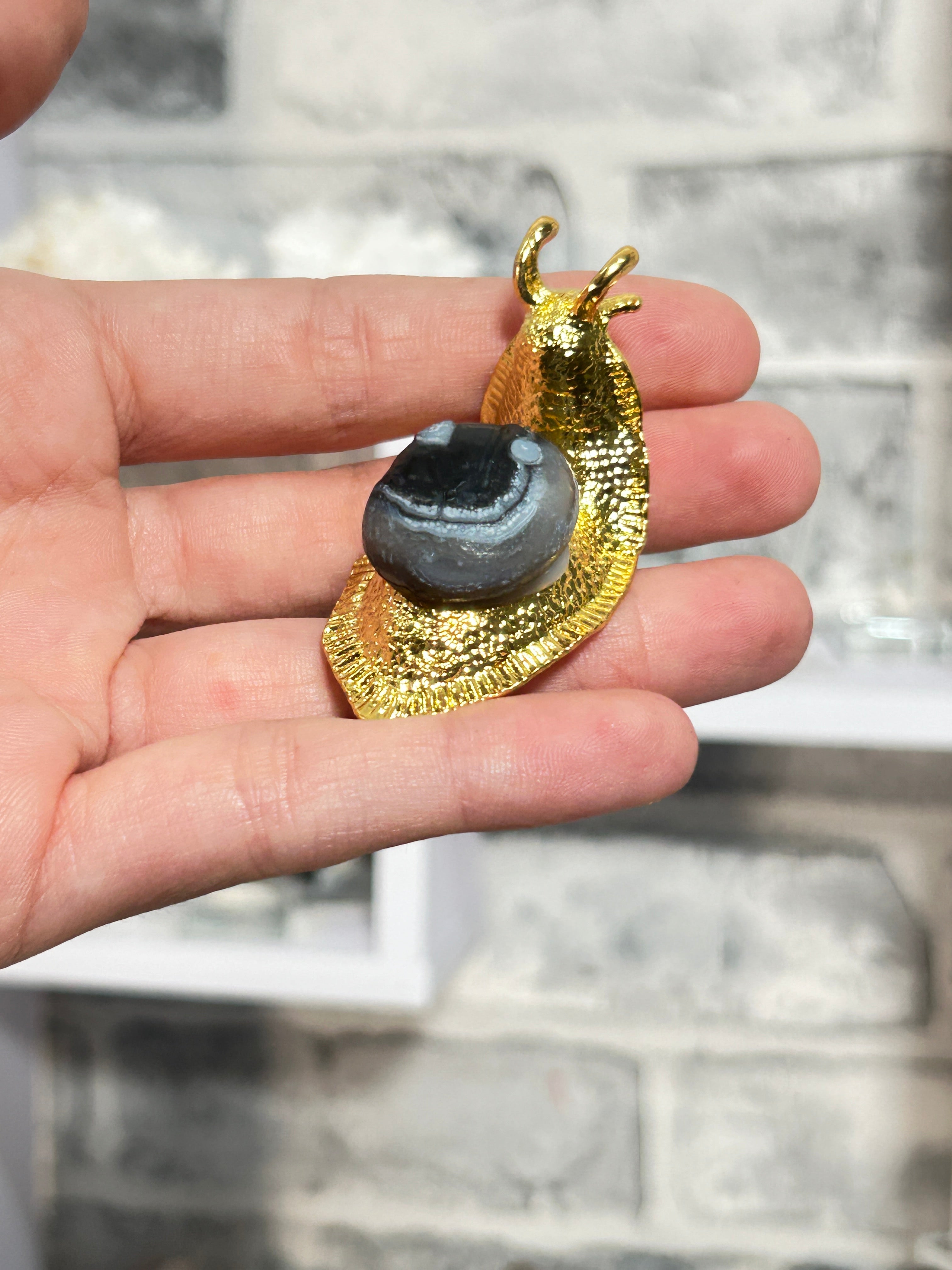 Gobi agate snail