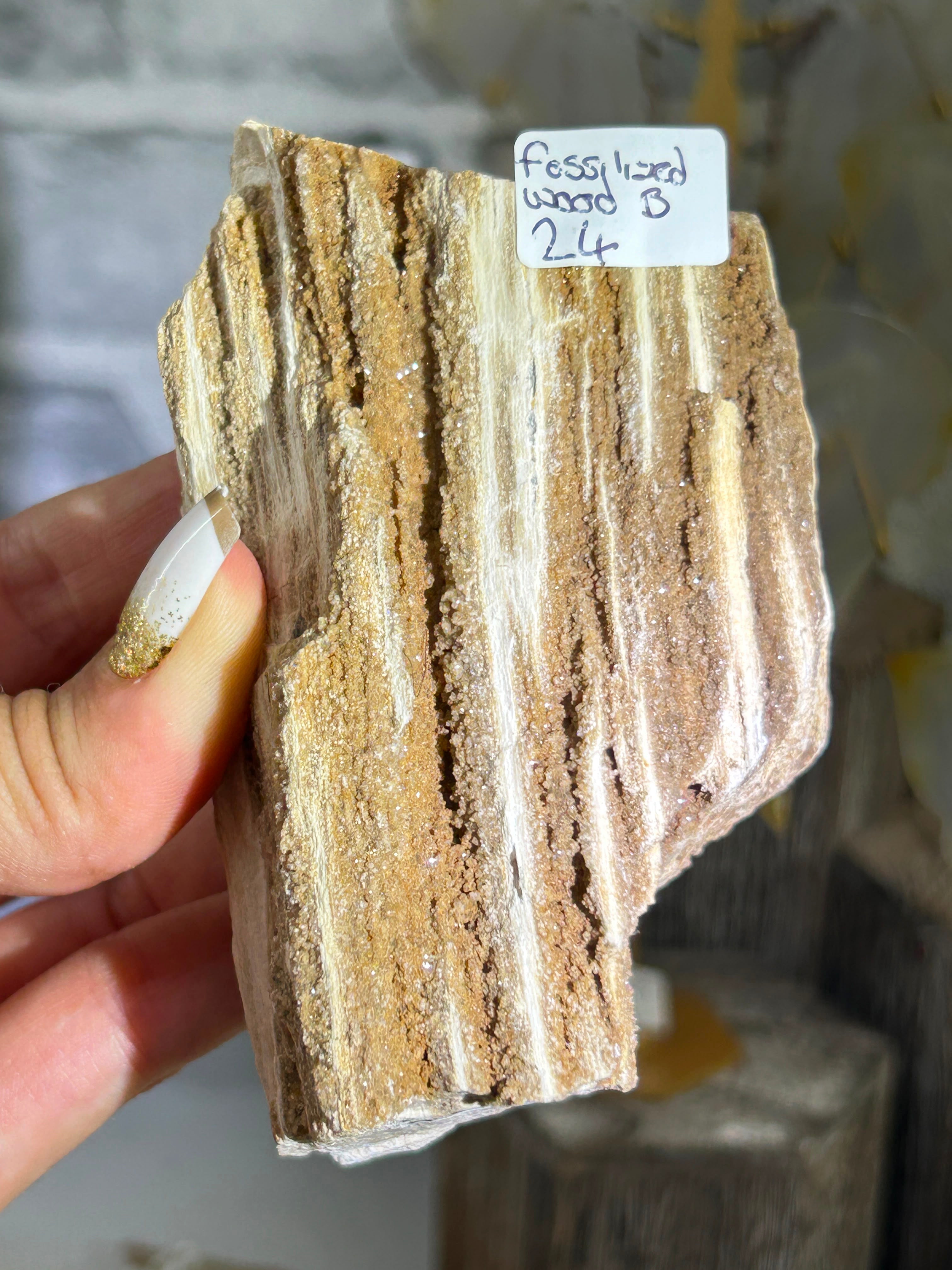 Fossilised Wood B