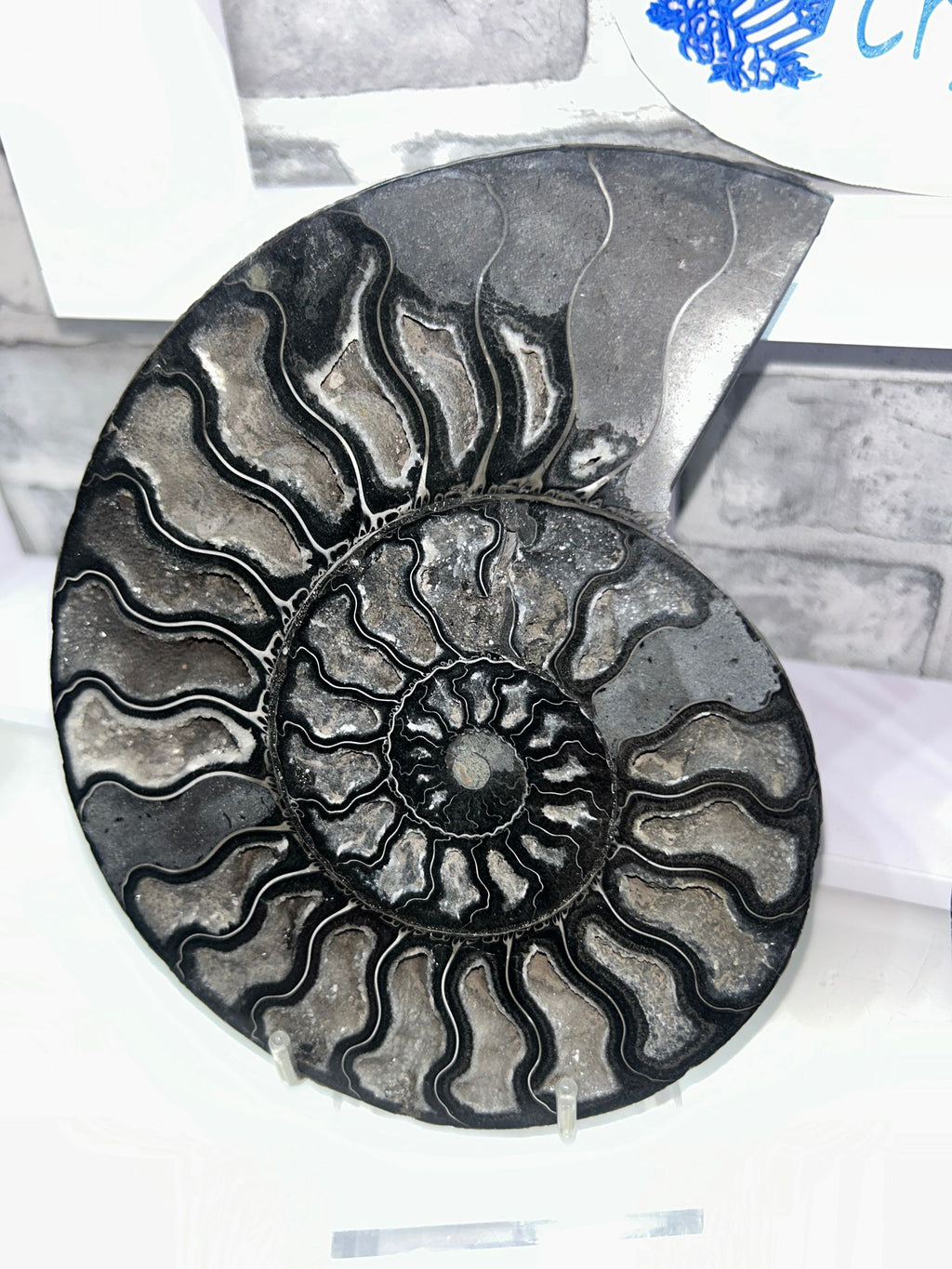 ✨ Black Ammonite Pair
