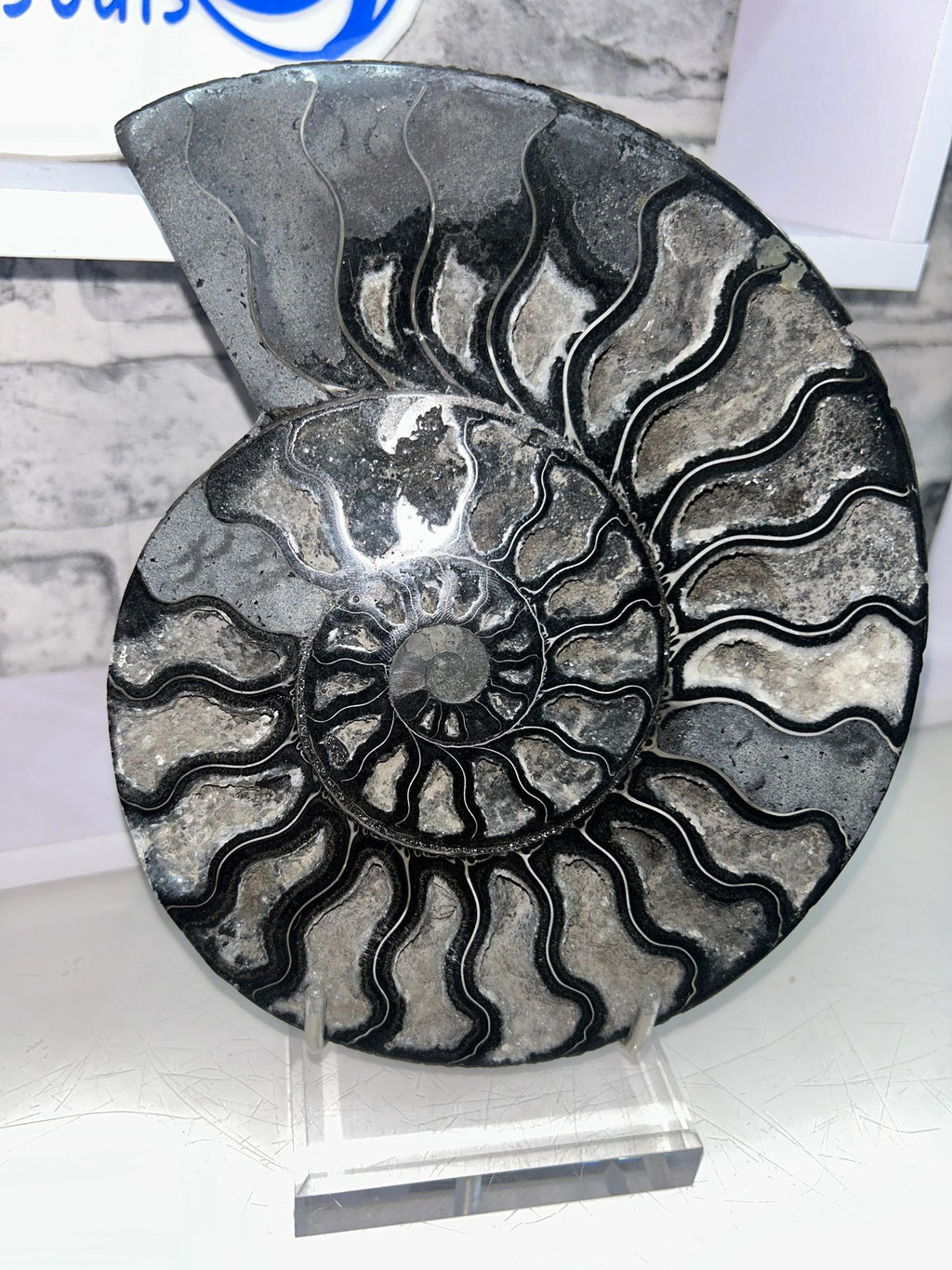✨ Black Ammonite Pair