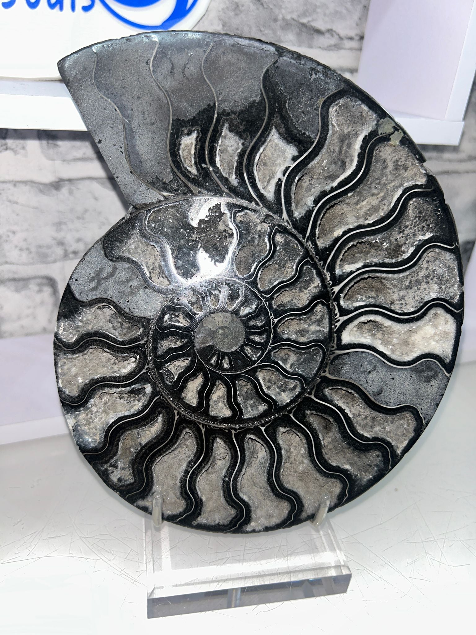 ✨ Black Ammonite Pair