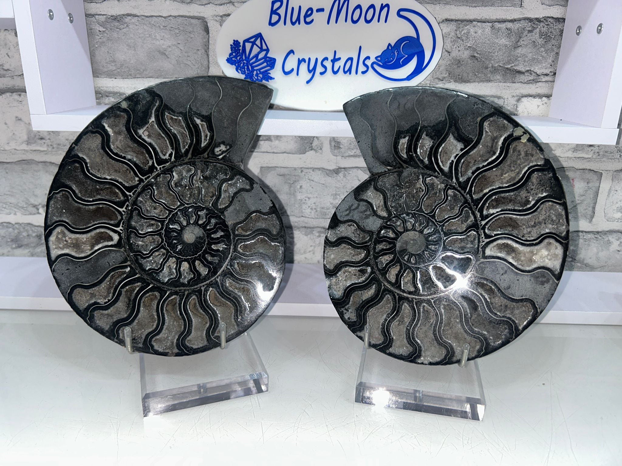 ✨ Black Ammonite Pair