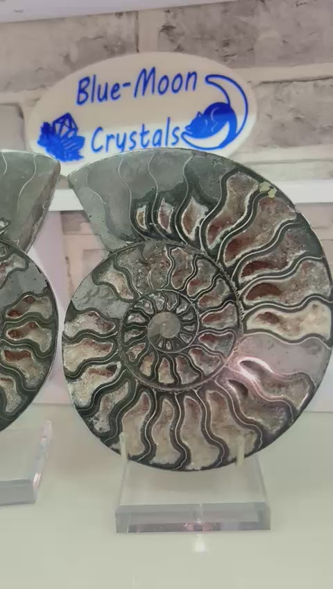 ✨ Black Ammonite Pair